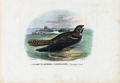 European Nightjar by Raimundo Petraroja